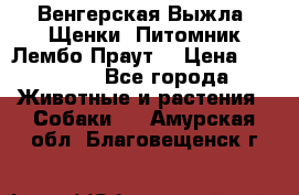 Венгерская Выжла. Щенки. Питомник Лембо Праут. › Цена ­ 35 000 - Все города Животные и растения » Собаки   . Амурская обл.,Благовещенск г.